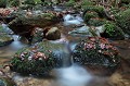  Vosges 
 cascade 
 mousse 
 rocher 
 torrent
 feuilles
 hêtre 