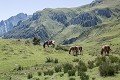 Chevaux pâturant en liberté sur les contreforts pyrénéens cheval
chevaux
Pyrénées
pâturage 