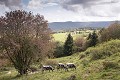  Vosges 
 arbre 
 paysage 
 vache 
 vosgienne
automne 
