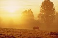  soleil
lever
cheval
brume
matinale
silhouette 