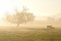 Brume matinale en Argonne silhouette
paysage
brume
arbre
chêne
vache 