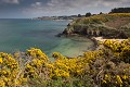 Côte d'Armor (Bretagne) côte, mer, Bretagne, fleurs, genêts 