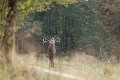 cerf brâmant cerf, brâme 