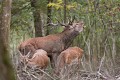 brâmant dans l'indifférence générale... cerf, biche, brâme 