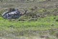 jeune cerf en velours se reposant Ecosse 
 cerf 
 rocher 
velours 