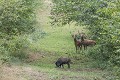  cerf 
 sanglier 