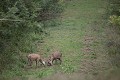 jeunes cerfs se mesurant pour le brâme cerf 