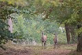 Biche et faon biche 
 faon 
 forêt 