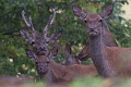 biche, faon, jeune cerf biche 
 cerf 
 faon 