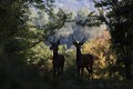 daguet et jeune cerf en contre-jour cerf 
 contre jour 
 daguet 