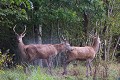 Jeunes cerfs sous la pluies daguet 