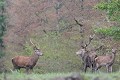 Jeune cerf et chef de harde se mesurant du regard biche 
 cerf 
 daguet 
