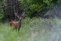 Repousse des bois cerf 
 velour 