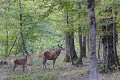  biche 
 faon 