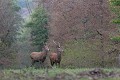 Daguet et jeune cerf se promenant de concert daguet 