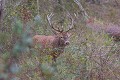 cerf adulte arpentant son territoire de brâme cerf 