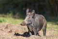 sanglier, jeune adulte laie 
 sanglier 