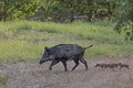 laie suitée traversant une coupe laie 
 marcassin 
 sanglier 