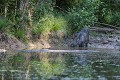Jeune laie s'abreuvant boire 
 mare 
 sanglier 