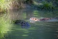 Ragondins, mère et fils dans leur élément favori ragondin 