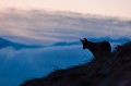 Silhouette au lever du jour Hohneck 
 Vosges 
 chamois 