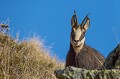 Chamois en robe d'automne Hohneckgg 
 Vosges 