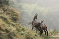 Mère chamois et son jeune  