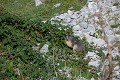 marmotton se régalant de mûres Fond 'Urle 
 Vercors 
 marmotte 