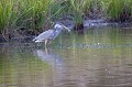 Bel appétit pour ce héron cendré... héron 
 poisson 
 étang 