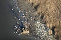  grues cendrées 