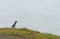 macareux moine, symbole Islandais Islande,macareux 