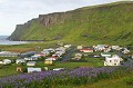 lupins d'Alaska, d'abord importés, puis colonisateurs de l'île, Vik et côte Sud  