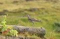 l'Islande, comme beaucoup d'îles, est une terre d'acceuil pour un grand nombre d'espèces d'oiseaux migrateurs et pélagiques Islande,courlis 
