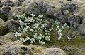 saule nain poussant sur la lave recouverte de mousses Islande,saule,lave 