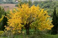  arbre,feuillage 