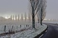  arbre,peuplier,route 