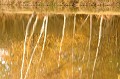  arbre,bouleau,reflet 