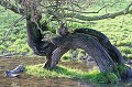  arbre,saule 