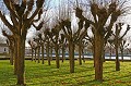 Jardins de l'Abbaye des Prémontrés (54) arbre,jardin 