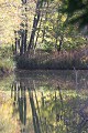  arbre,reflet 