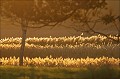  arbre,roseaux,contre-jour 