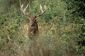 Cerf inspectant son territoire en période de brâme cerf,brâme 