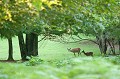 Sortie à découvert à la tombée du soir biche,faon 