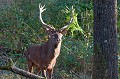 Marquage de territoire pendant le brâme cerf 