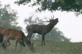 cerf amaigri en période de brâme cerf,brâme 