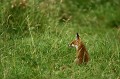 renardeau, souvent mal aimé et pourtant fort utile... renard,renardeau 