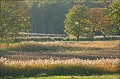  arbres,autômne 
