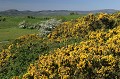  Irlande,genêts,fleurs 