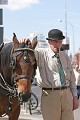  Irlande,Irlandais,cheval 