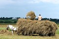 Le foin est récolté en vrac, puis mis à sècher en meules ou sur des palissades. Roumanie,foin,cheval 